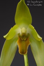 duft Orchidee Sudamerlycaste Ida heynderycxii (große  Pflanze) /warm Versand