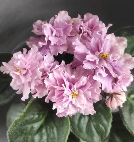 African violet saintpaulia - african,