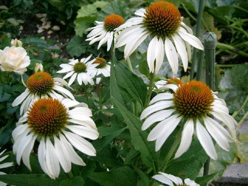 Sonnenhut weiß echinacea - *,