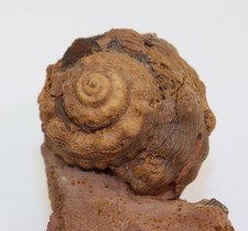 Schnecke, Pleurotomaria