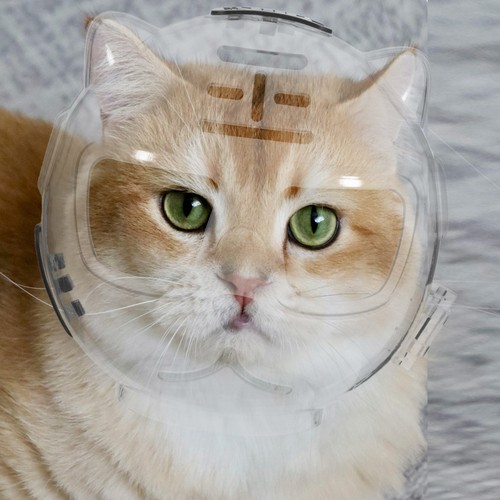 Transparent reusable cat - transparent,