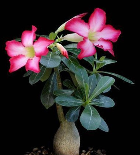 Adenium obesum wüstenrose - adenium,