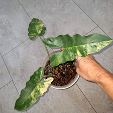 Thaumatophyllum Philodendron Williamsii Variegata **no caramel-billietiae-joepii