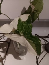 Variegated Syngonium Albo