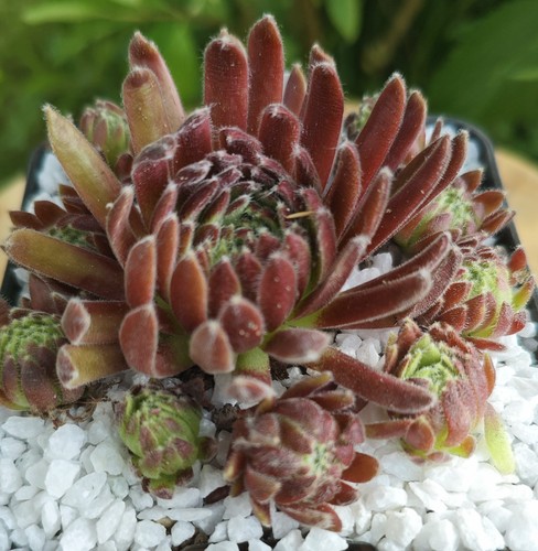 Sempervivum pacaya 2x - "pacaya",