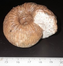 Dolikephalites pila,  teilw. Schalenerhaltung, Dogger, Polen, selten