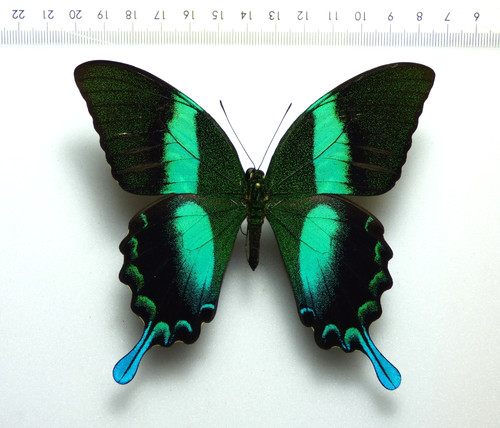Entomologie schmetterling - entomologie,,