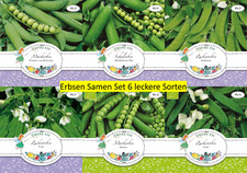 Erbsen Samen Set Saatgut 6