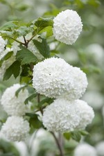 Viburnum opulus 'Roseum', Schneeball, weiß-rosa Blüten, 60–80 cm