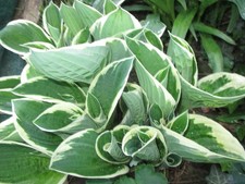 Hosta x fortunei "Patriot" - (Goldrand Funkie "Patriot" ), 2 Pflanzen