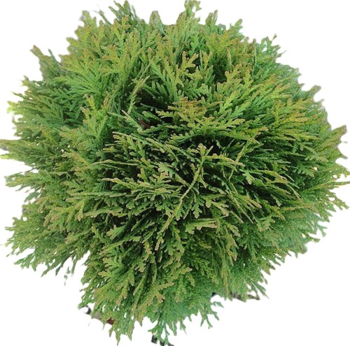 Thuja occidentalis danica - thuja,