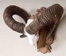 Schönes Mufflongehörn auf