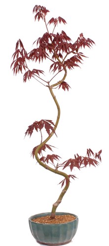 Bonsai acer palmatum - acer,
