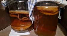 Kombucha Pilz, Scoby, Teepilz 