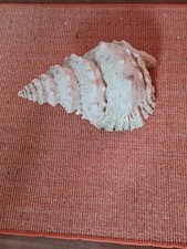 Muschel Polyresin Deko Garten