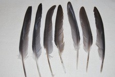 7 Stück Feder  Elster Taube Naturfeder Vogelfeder Federschmuck  20 x  3 cm ( 3 )