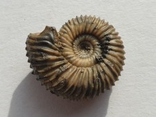 Pseudogarantiana minima mit Apophyse - Dogger - Sengenthal - alte Sammlung