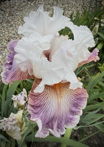 Schwertlilie iris - tb,, “