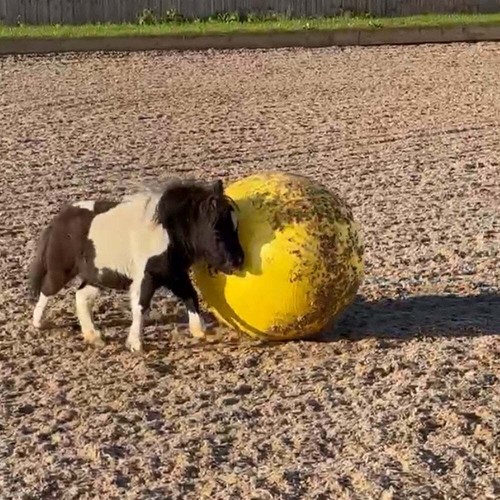 Maximus power play ball für - ball,