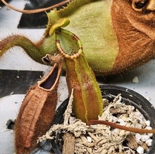Nepenthes sumatrana BE XL