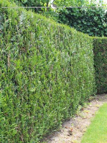 Thuja plicata martin 120 140 - thuja,