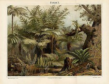 Farne Chromolithographie & 2