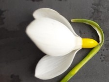 Galanthus "Dryad Gold Bullion", Schneeglöckchen mit schöner, sehr gelber Blüte