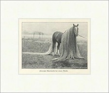 Abnormer Haarwuchs bei einem Pferde Schweif Mähne Linus II Original Druck GL 832