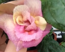 Achimenes "Grape Smasher", 2 Rhizome