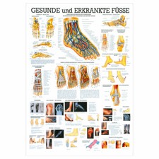 Der Fuß Lehrtafel Anatomie 100x70 cm medizinische Lehrmittel