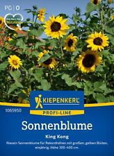Kiepenkerl Blumensamen Sonnenblume King Kong, für ca 15 Pflanzen, 4 Meter hoch!
