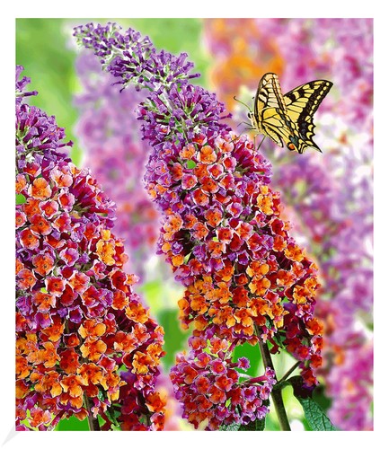 Buddleia flower power 1 - buddleia, power®";1