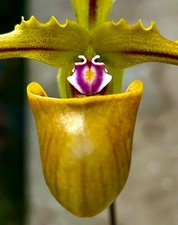 Paphiopedilum Species