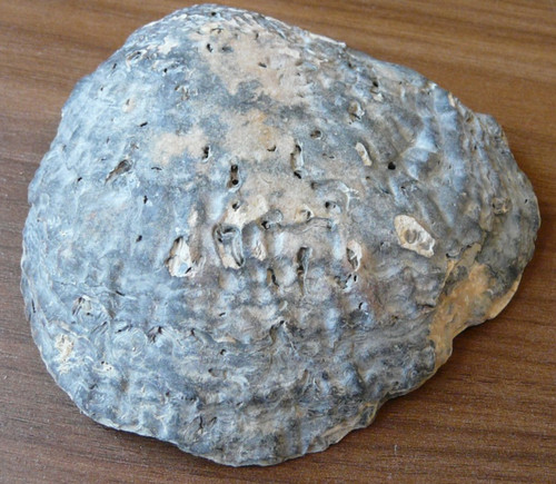 Fossile auster muschel 10x10cm - fossile,