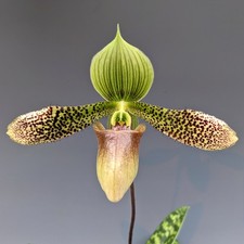 Paphiopedilum Duguesclin (sukhakulii x mastersianum) 02 mit BT-Ansatz