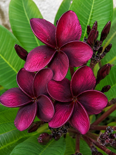 80003341 plumeria purple - 80003341,