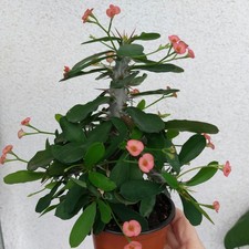 Euphorbia