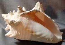 Große muschel schnecke - große,