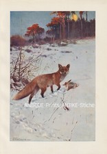 Rotfuchs (Vulpes vulpes)