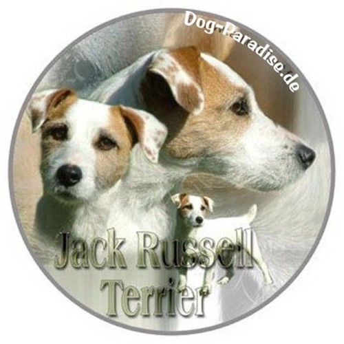 Design aufkleber jack russell - design,