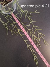Hoya linearis several - -,