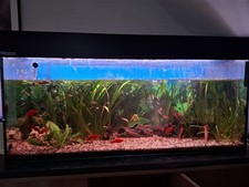 Aquarium Ca.240l L120 Mit Unterschrank sowie Fisch-und Pflanzenbesatz
