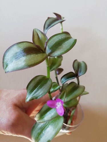 Tradescantia zebrina - tradescantia,