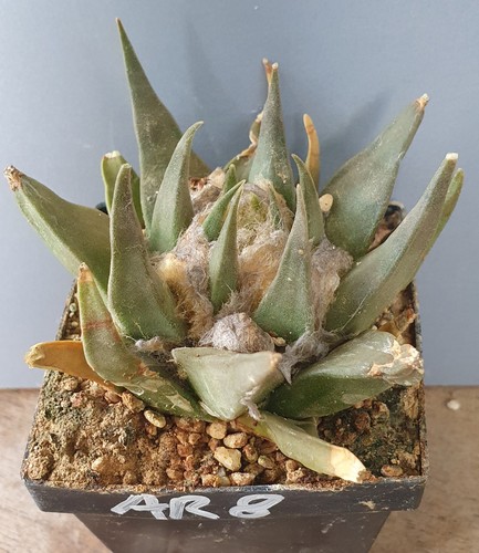 Ariocarpus trigonus auf - ariocarpus,