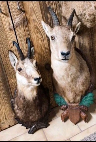 2er set trophäen gamsbock - 2er,