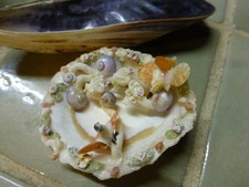 alles Muscheln entzückende