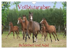 Vollblutaraber - Schönheit