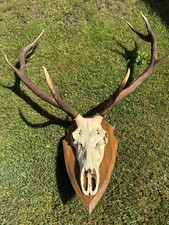 Hirschgeweih Vom Rotwild  9 Ender