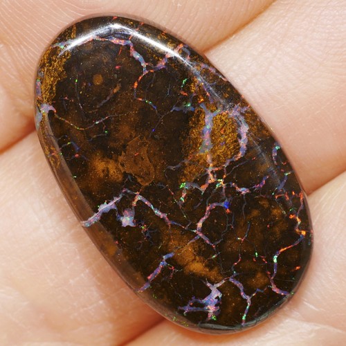 Australischer multicolor - australischer,