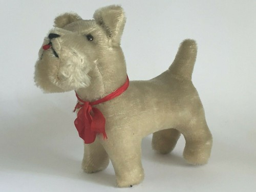 Terrier foxterrier schnauzer - terrier,